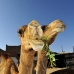 camel_embaba_cai_v_0019_egy0036.jpg